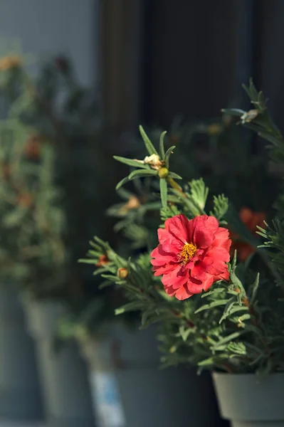 Rote Blume Voller Blüte Einer Vase Aus Der Nähe Gesehen — Stockfoto