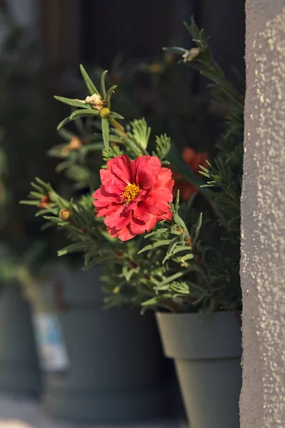 Красный Цветок Вазе Видели Вблизи — стоковое фото