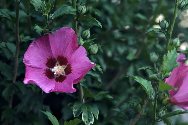 Виолетта Гибискус Цвету Кустах Видели Вблизи — стоковое фото