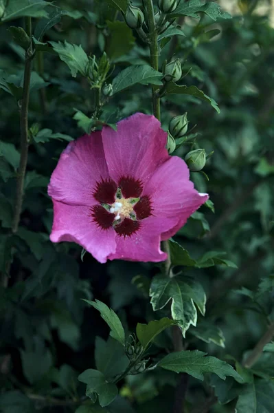 Виолетта Гибискус Цвету Кустах Видели Вблизи — стоковое фото