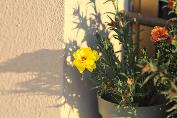 Жовта Квітка Цвітіння Вазі Яку Видно Близько — стокове фото