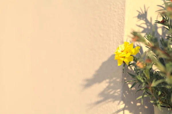 Κίτρινο Λουλούδι Άνθιση Ένα Βάζο Που Φαίνεται Από Κοντά — Φωτογραφία Αρχείου
