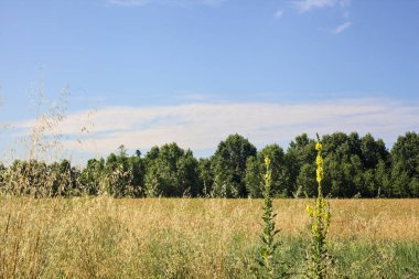 Yazın İtalya 'nın kırsal kesimlerinde uzak bir korulukla çevrili buğday tarlası.