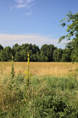 Yazın İtalya 'nın kırsal kesimlerinde uzak bir korulukla çevrili buğday tarlası.