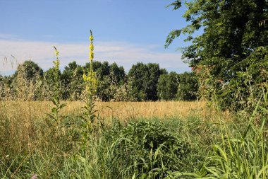 Yazın İtalya 'nın kırsal kesimlerinde uzak bir korulukla çevrili buğday tarlası.
