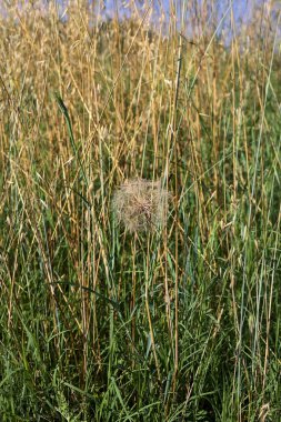 Karahindiba yazın bir tarlanın kenarındaki çimlerde