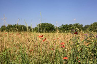 Yazın İtalya 'nın kırsal kesimlerinde uzak bir korulukla çevrili buğday tarlası.