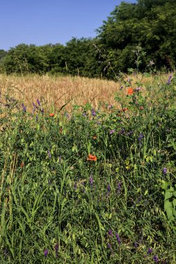 Yazın İtalya 'nın kırsal kesimlerinde uzak bir korulukla çevrili buğday tarlası.