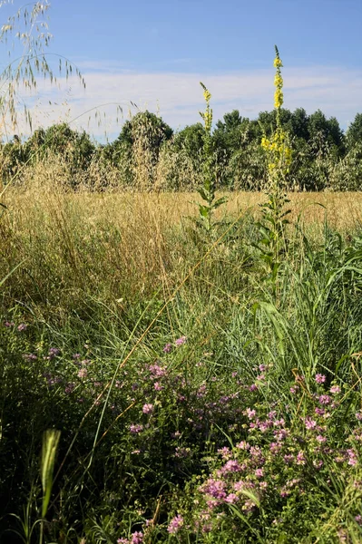 stock image Wheat field bordered by wild flowers with a grove afar in summer in the italian countryside