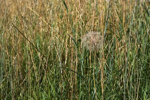 Одуванчик Траве Краю Поля Летом — стоковое фото