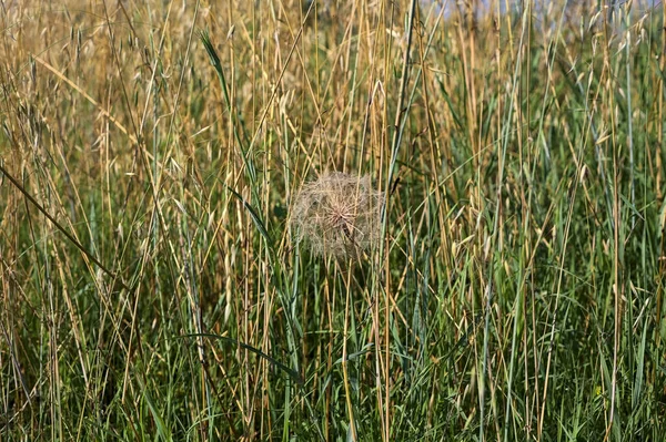 Dandelion Grass Edge Field Summer — Stock Photo, Image