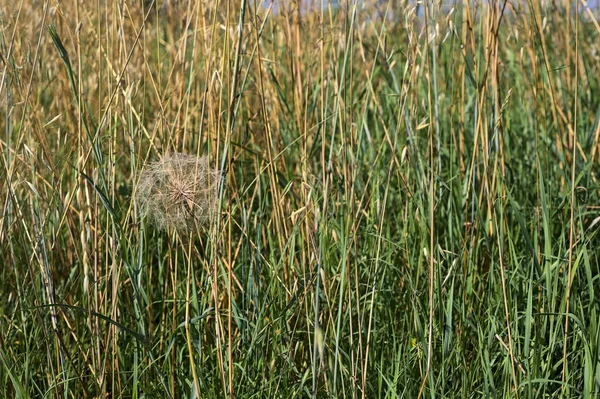 Maskros Gräset Vid Kanten Ett Fält Sommaren — Stockfoto