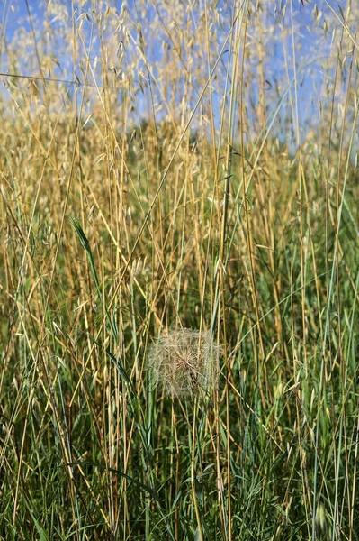夏に畑の端まで草の中のタンポポ — ストック写真