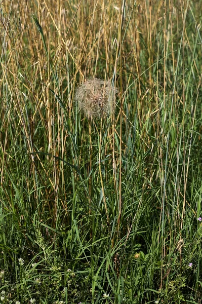 Одуванчик Траве Краю Поля Летом — стоковое фото