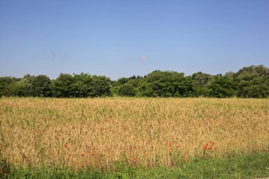 Yazın İtalya 'nın kırsal kesimlerinde uzak bir korulukla çevrili buğday tarlası.