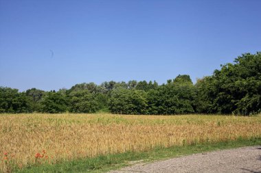 Yazın İtalya kırsalında küçük bir köy yolunun kenarındaki buğday tarlasında bir koru bulunur.