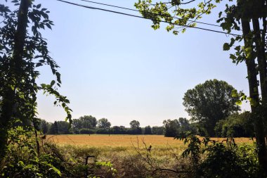 Yazın buğday tarlası güneşli bir günde İtalyan kırsalındaki bir korunun ağaçları tarafından çerçevelenir.