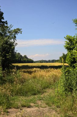Yazın İtalya kırsalında güneşli bir günde ağaçlarla çevrili buğday tarlası