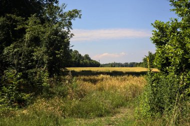 Yazın İtalya kırsalında güneşli bir günde ağaçlarla çevrili buğday tarlası