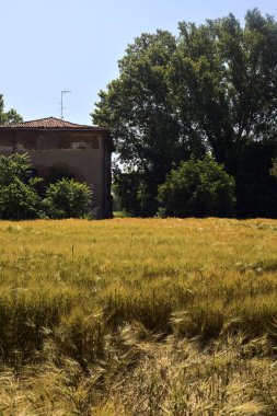 Terk edilmiş bir ev, buğday tarlasında ağaçlarla kaplı güneşli bir günde İtalya 'nın kırsalında.