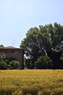 Terk edilmiş bir ev, buğday tarlasında ağaçlarla kaplı güneşli bir günde İtalya 'nın kırsalında.
