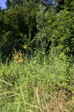 Koruluğun ortasındaki çimlerde portakal zambakları