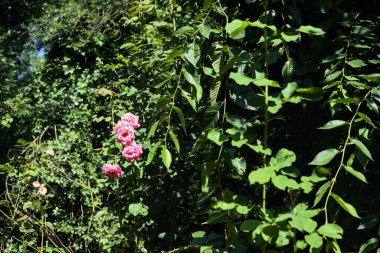 Yazın yolun kenarında açan pembe güller.