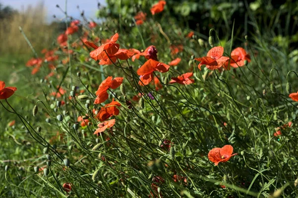 Poppies Bloei Het Gras Van Dichtbij Gezien — Stockfoto