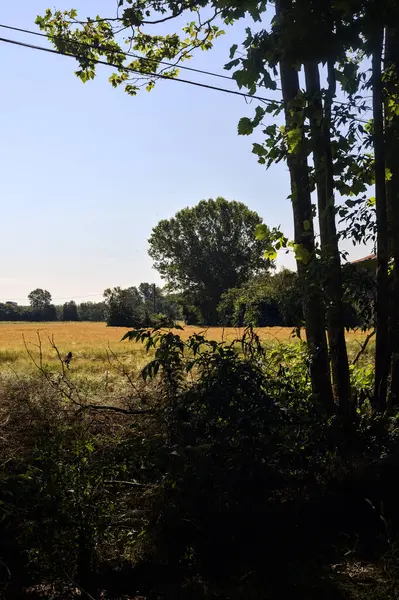 夏日的麦田 在阳光灿烂的日子里 被意大利乡间一片树林的树框围起来了 — 图库照片