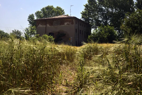 이탈리아 시골의 밀밭에 나무가 버려진 — 스톡 사진