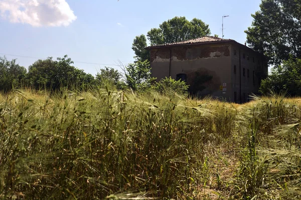 stock image Abandoned house with trees in a wheat field on a sunny day in the italian countryside