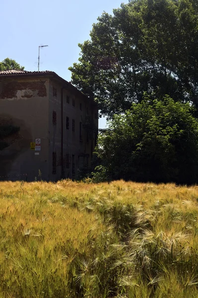 이탈리아 시골의 밀밭에 나무가 버려진 — 스톡 사진