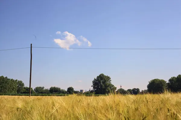 木製の電気パイロンとイタリアの田舎で晴れた日に地平線の森の上の町のスカイラインを持つ小麦畑 — ストック写真