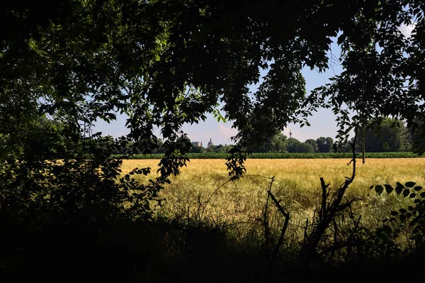 晴れた日にイタリアの田舎の森の木々に囲まれた夏のコムギ畑 — ストック写真