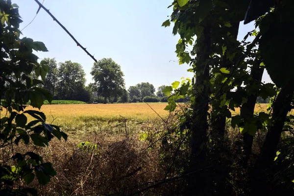 夏日的麦田 在阳光灿烂的日子里 被意大利乡间一片树林的树框围起来了 — 图库照片