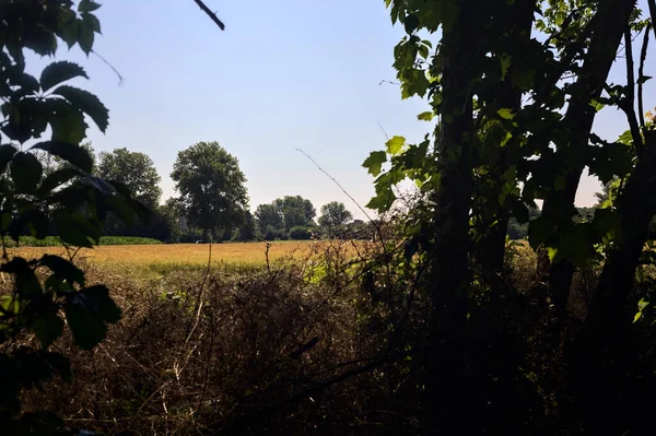 Пшеничное Поле Летом Обрамлено Деревьями Рощи Итальянской Сельской Местности Солнечный — стоковое фото