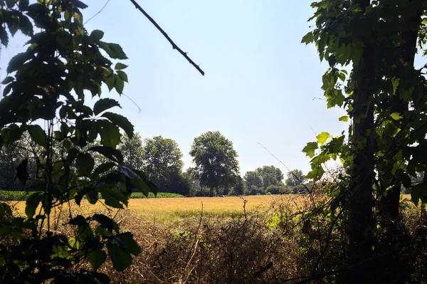 이탈리아 시골에 의나무들 그늘을 드리우고 여름의 — 스톡 사진