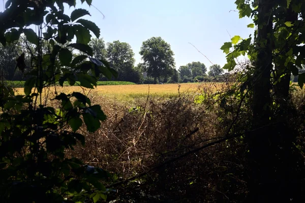 Pšeničné Pole Létě Orámované Stromy Háje Italském Venkově Slunečného Dne — Stock fotografie