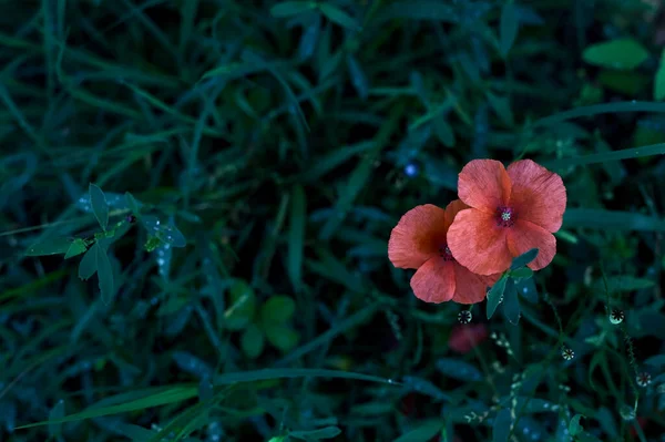 Маки Цвітіння Траві Видно Близько — стокове фото