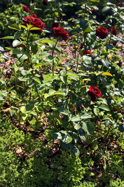 stock image Red roses in bloom in a bush on a sunny day