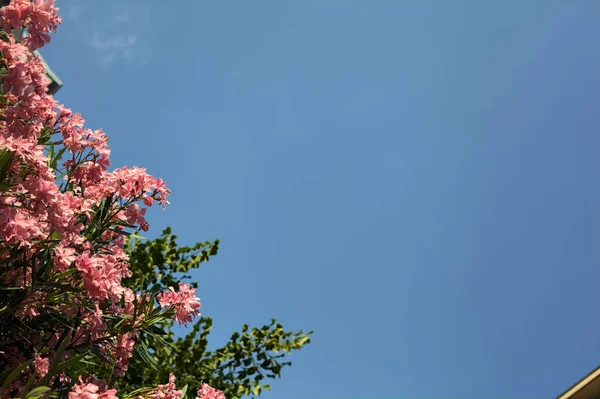 Розовый Олеандр Цвету Фоне Неба — стоковое фото