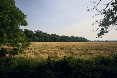 Yazın güneşli bir günde, bir parkın yanındaki buğday tarlasında ağaçlar çerçevelenir.