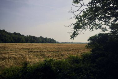 Yazın güneşli bir günde, bir parkın yanındaki buğday tarlasında ağaçlar çerçevelenir.