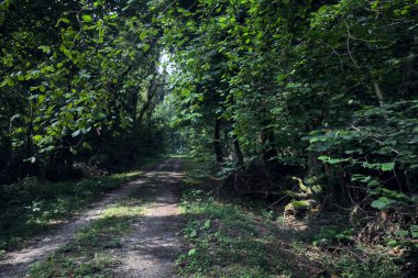 Güneşli bir yaz gününde, parkın ortasındaki gölgede yol