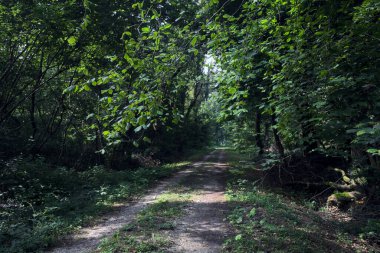 Güneşli bir yaz gününde, parkın ortasındaki gölgede yol