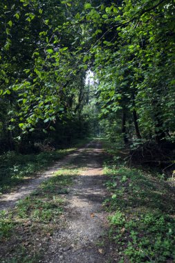 Güneşli bir yaz gününde, parkın ortasındaki gölgede yol