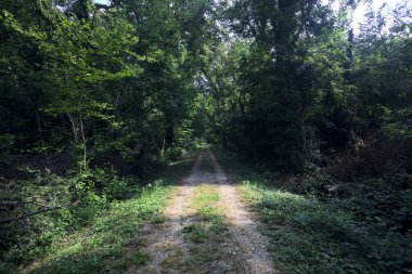 Güneşli bir yaz gününde, parkın ortasındaki gölgede yol