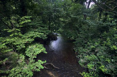 Üzerinde ağaçlar olan bir ormanda akarsu.