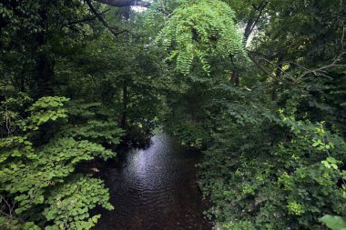 Üzerinde ağaçlar olan bir ormanda akarsu.