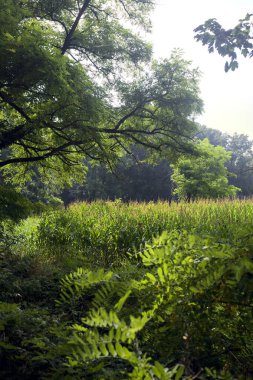 Yanı başında ağaçlar olan mısır tarlası güneşli bir günde İtalya 'nın ağaçlarla çevrili kırsalında